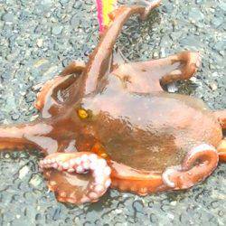 焼津港　タコ釣り、サビキ釣り　２７日、２８日